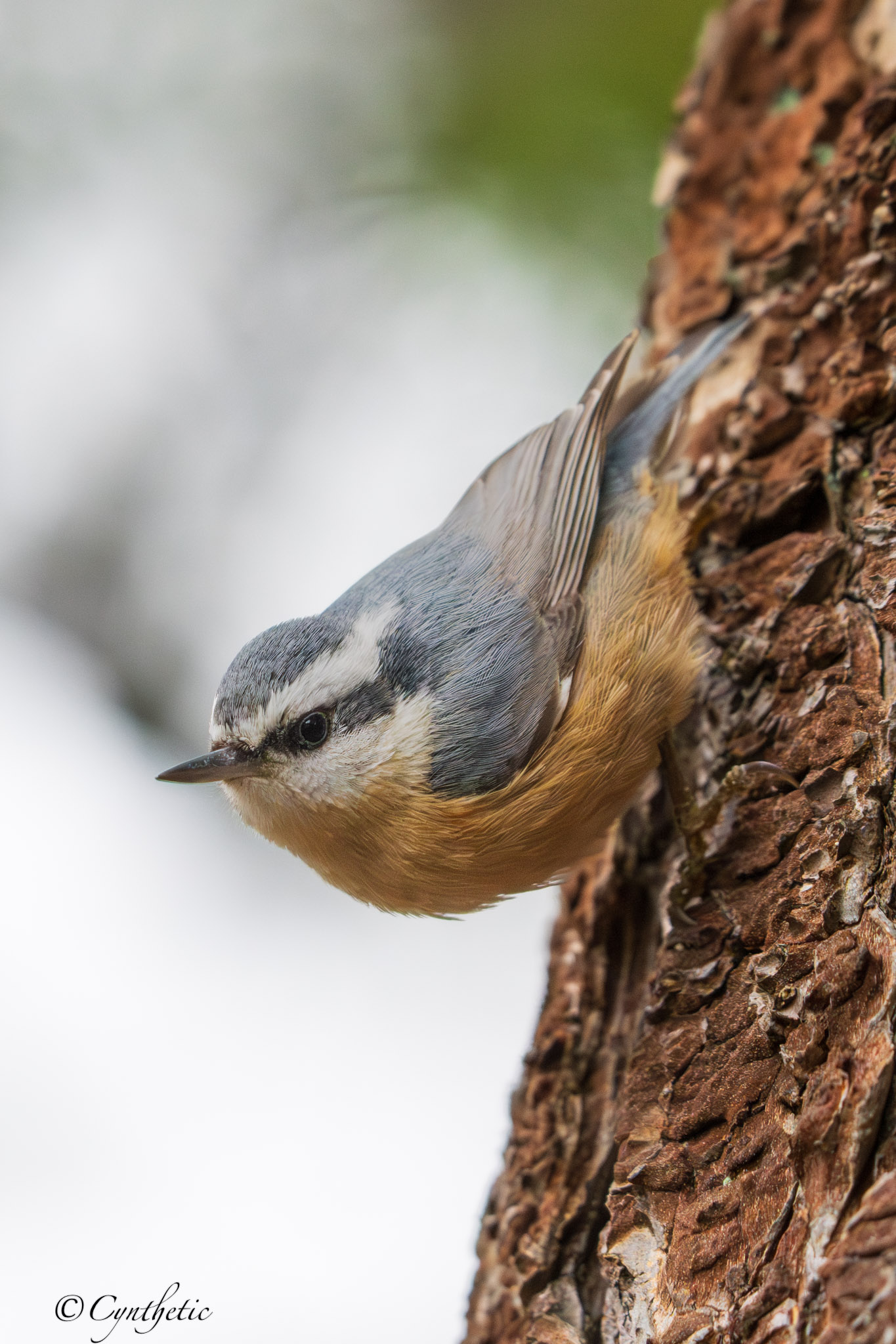 Nuthatch
