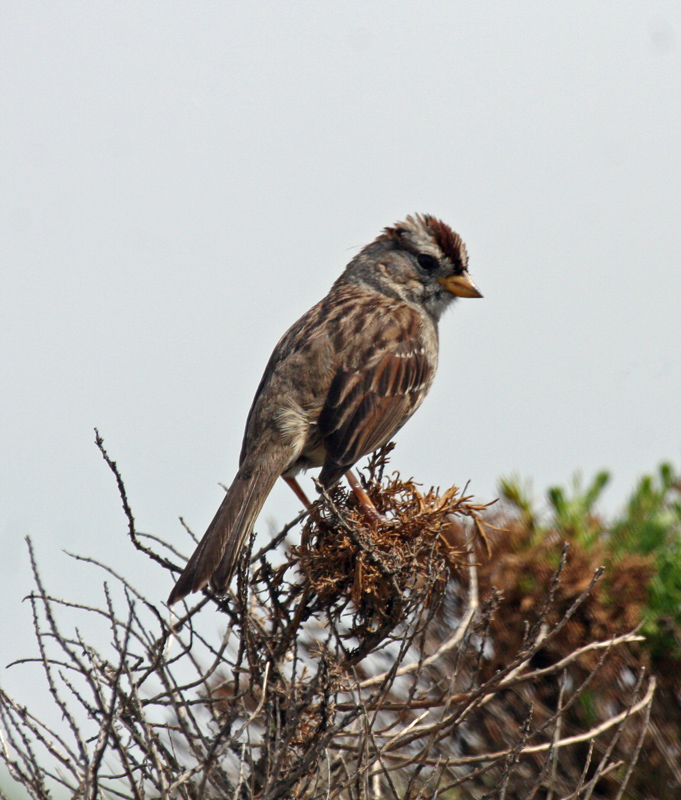 Nuttall's White-Crowned Sparrow