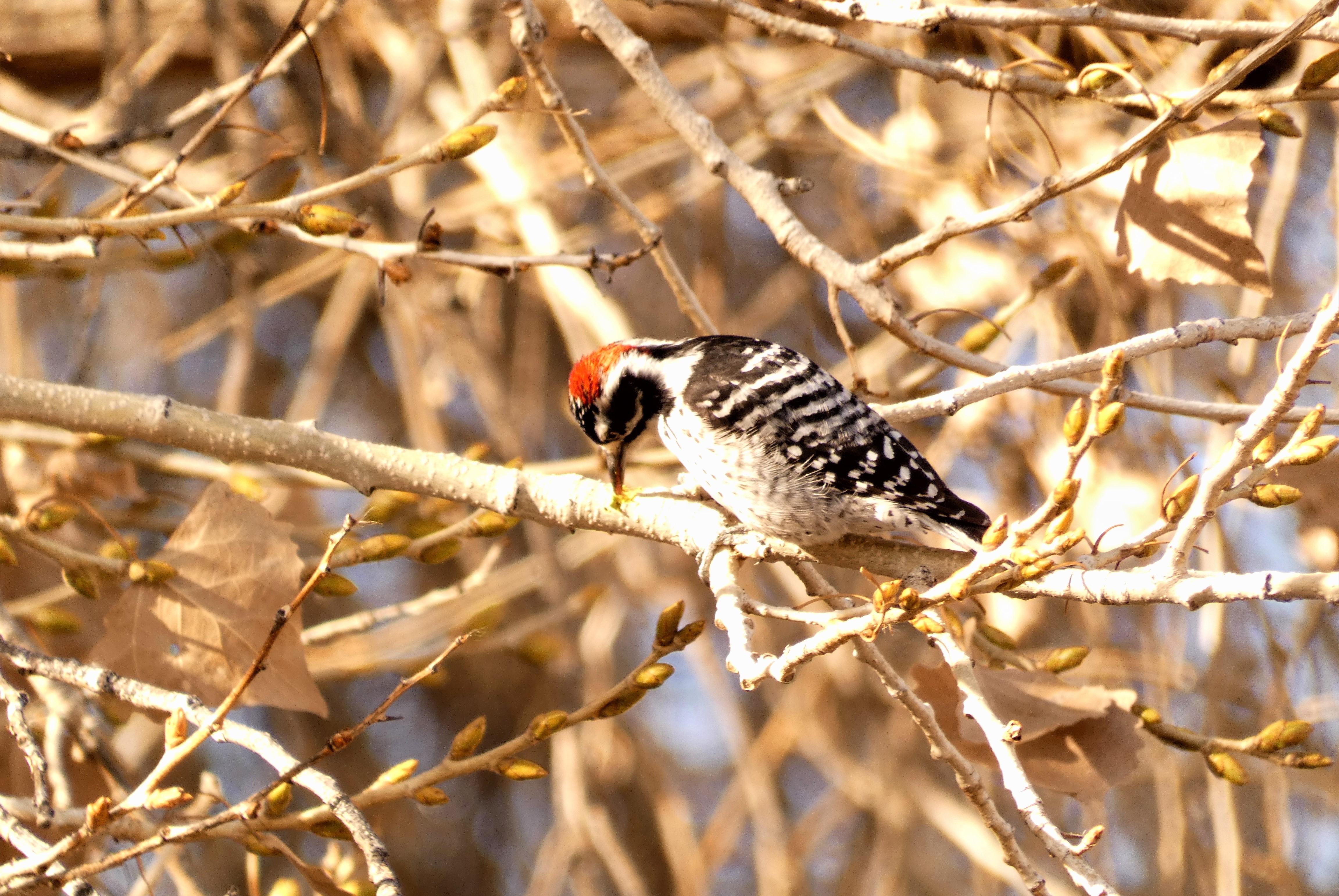 Nuttall's Woodpecker.jpg