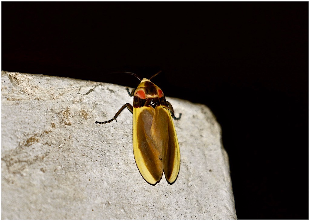 Oak Lutestring Moth