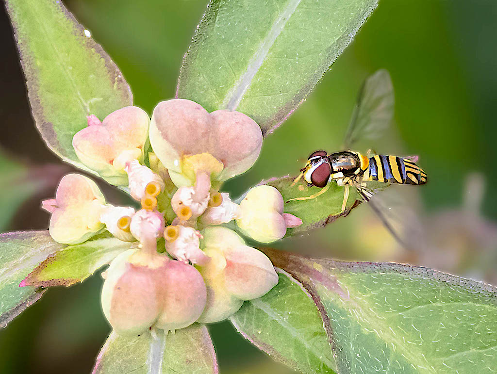 Oblique Streaktail, A Hoverfly