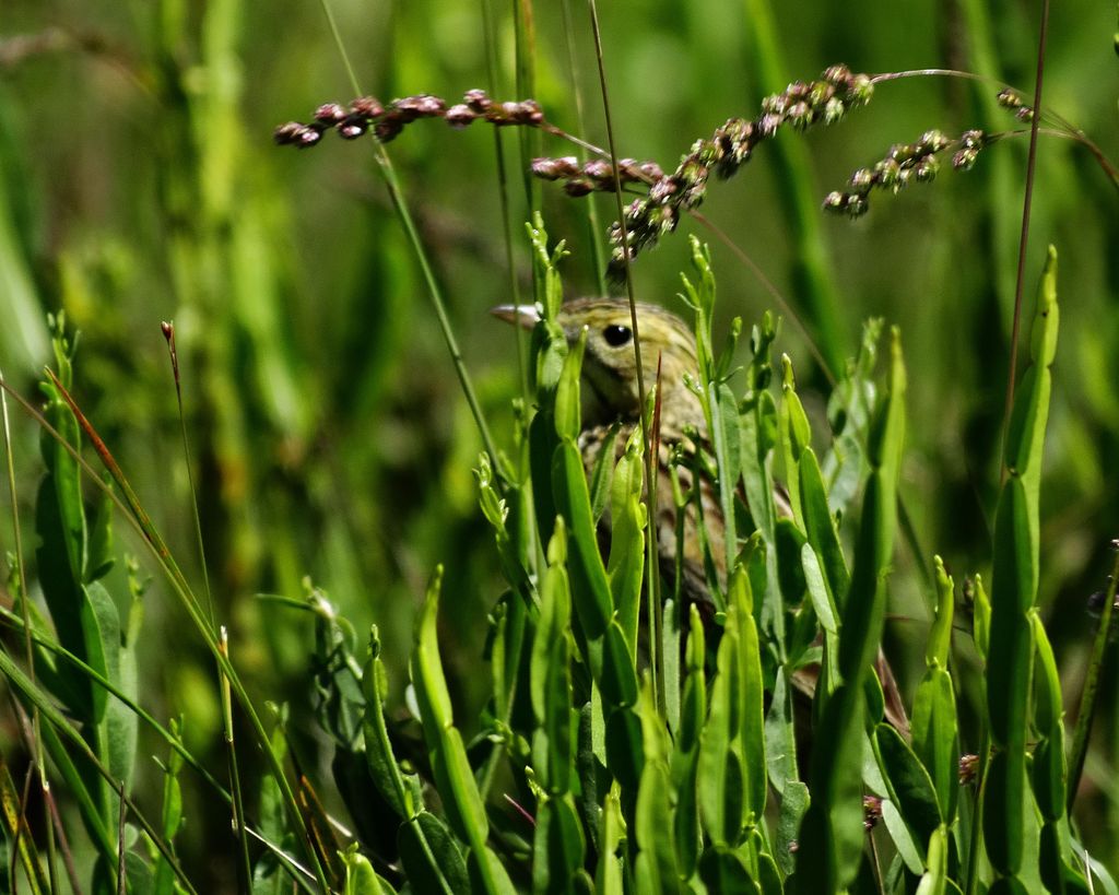 Ochre-breasted Pipit