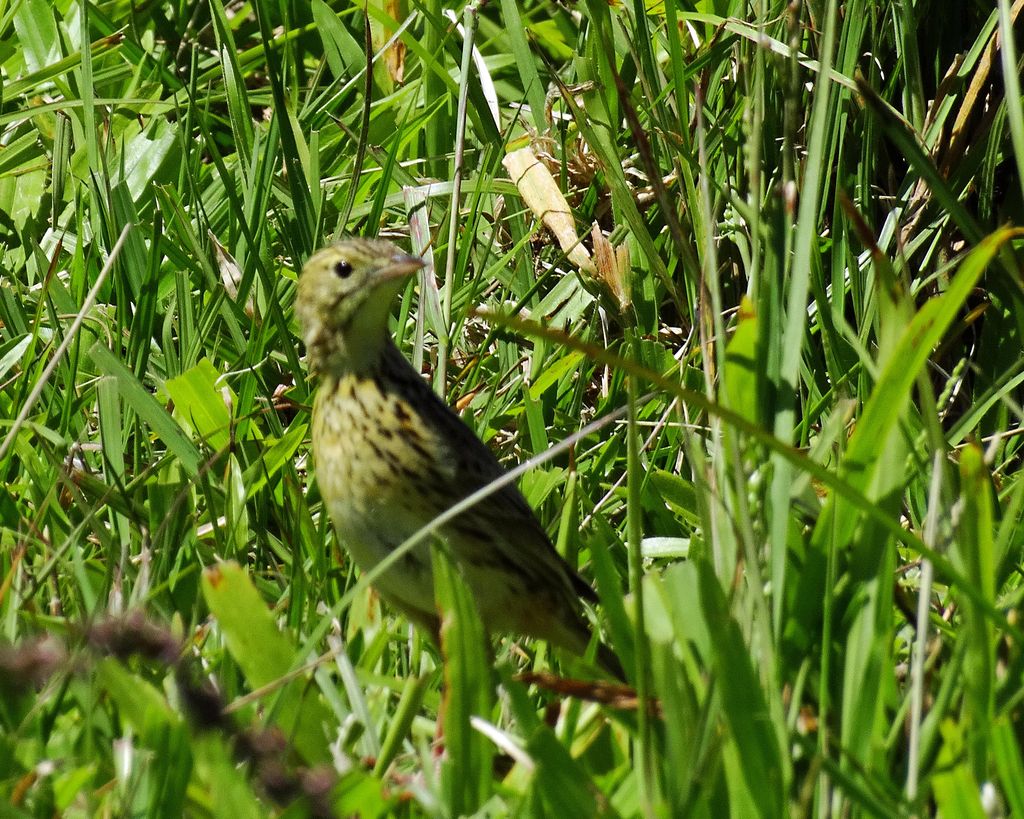 Ochre-breasted Pipit