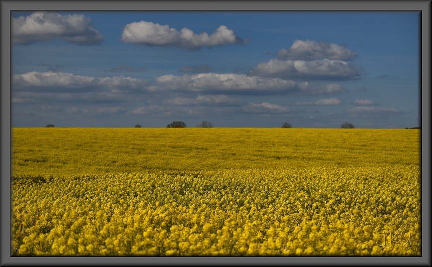 Oil Seed Rape 👀