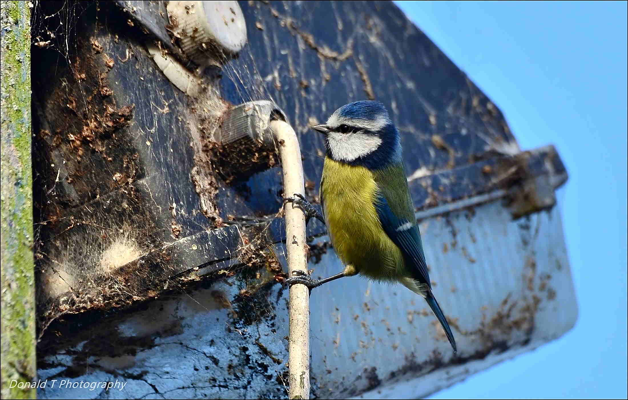 Old Boat Yard Lamp is being checked by this Blue Tit