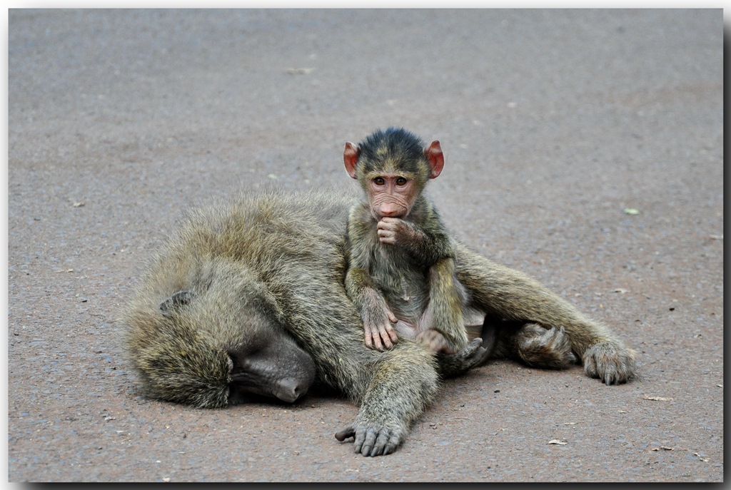 Olive Baboon