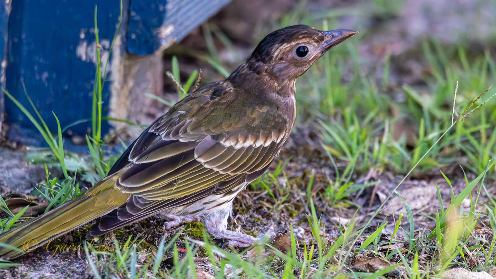 Olive-backed Oriole