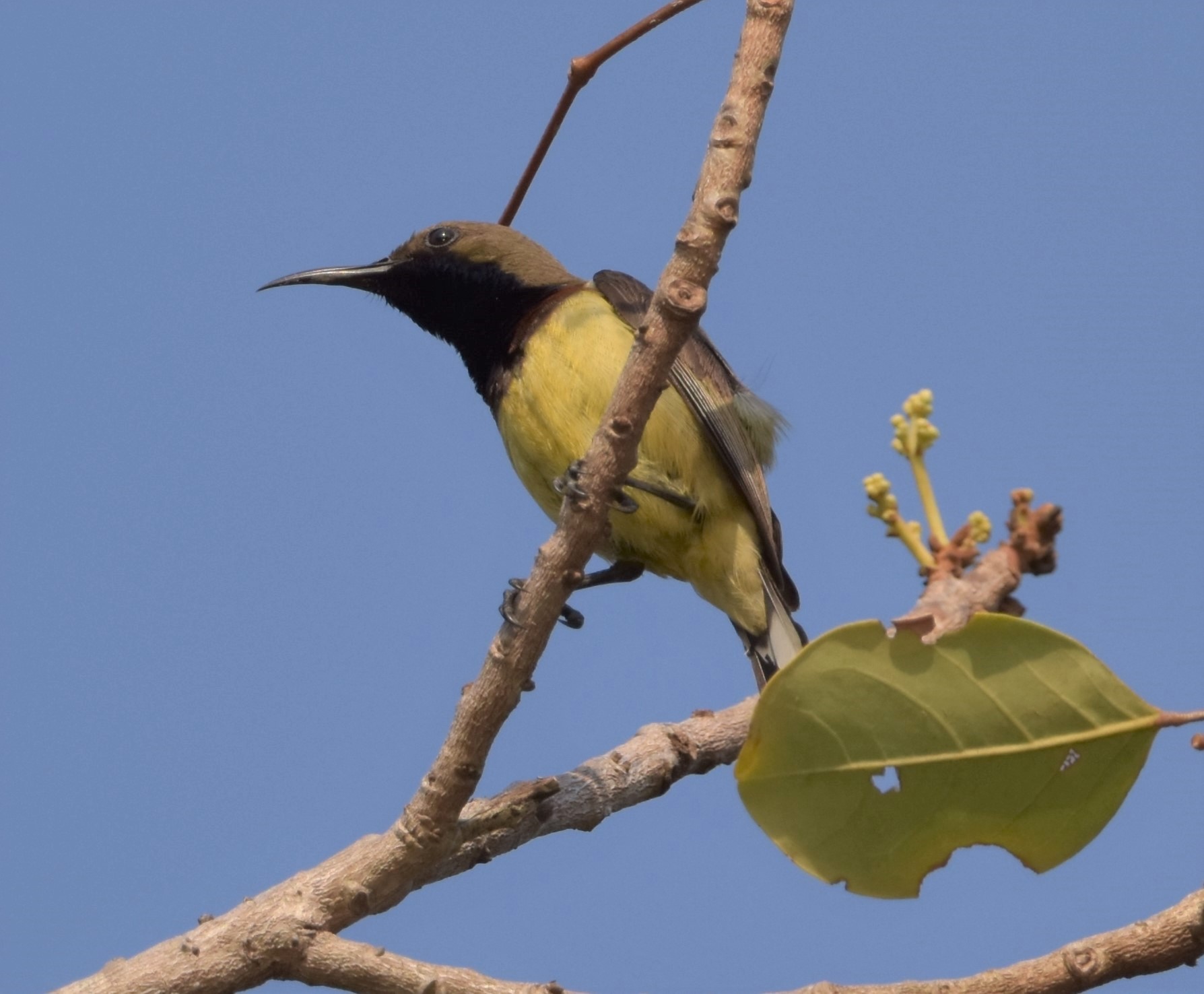 Olive Backed Sunbird.jpg