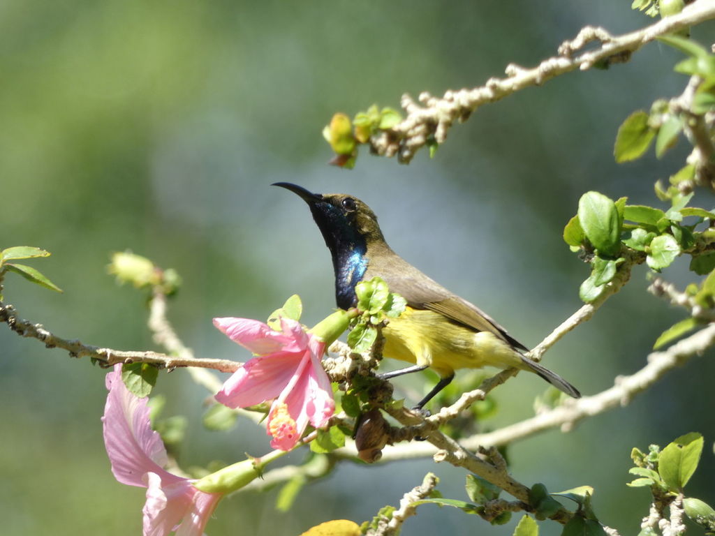 Olive-backed Sunbird