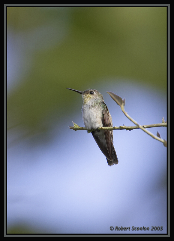 Olive-spotted Hummingbird *DB