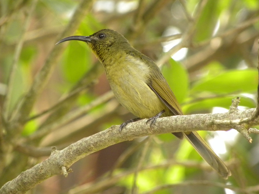 Olive Sunbird