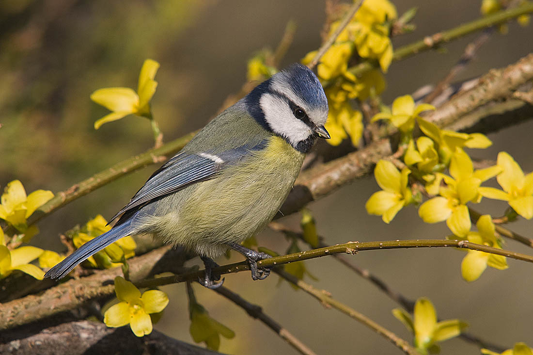 On the Forsythia