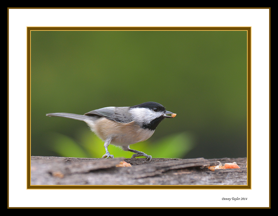 On the tip of my beak
