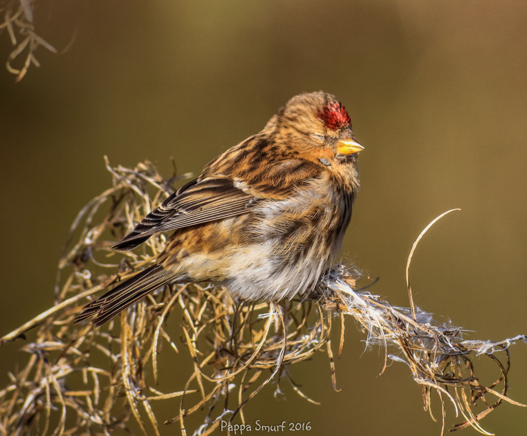 One eyed lesser redpoll - lifer