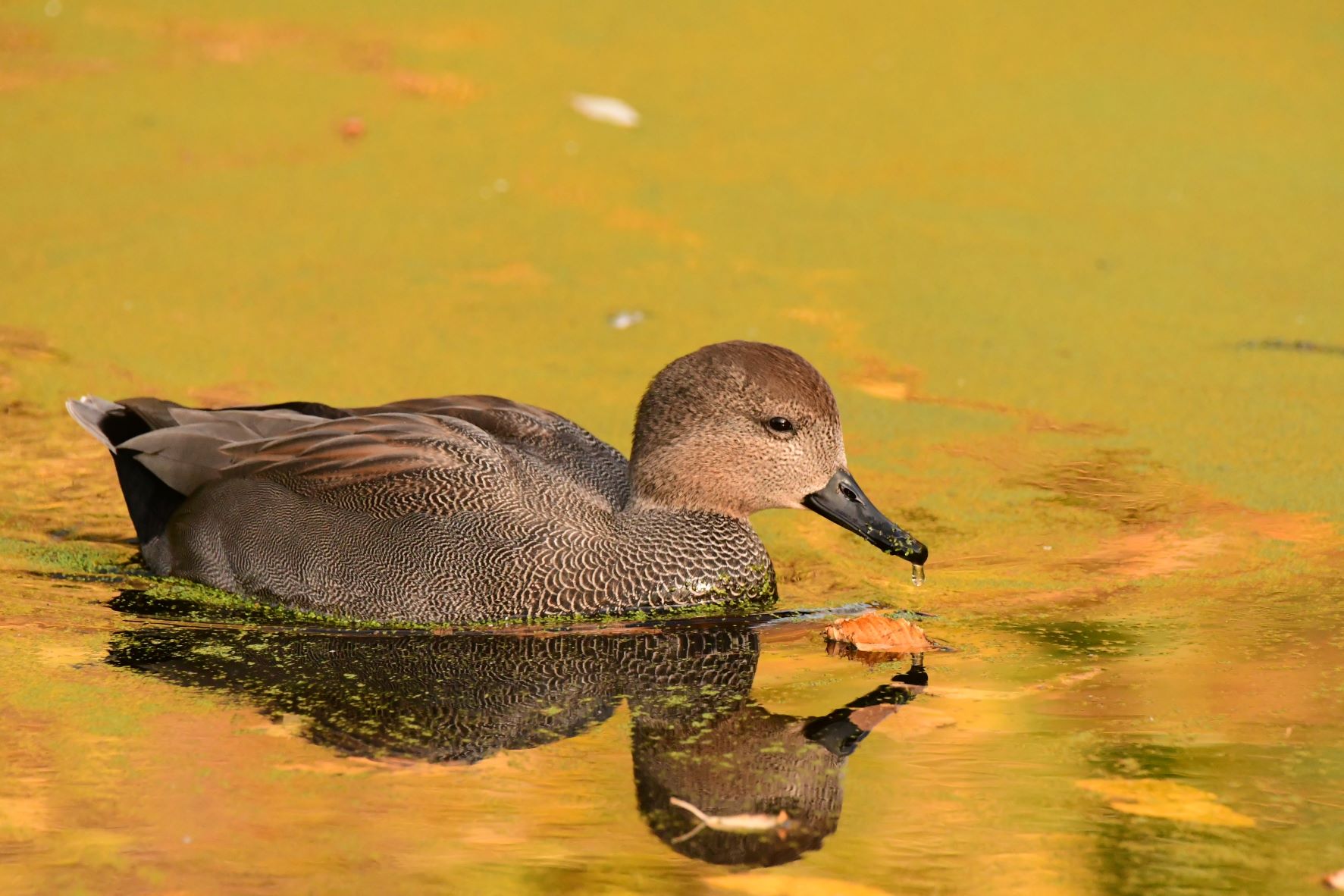 One more of the Gadwall