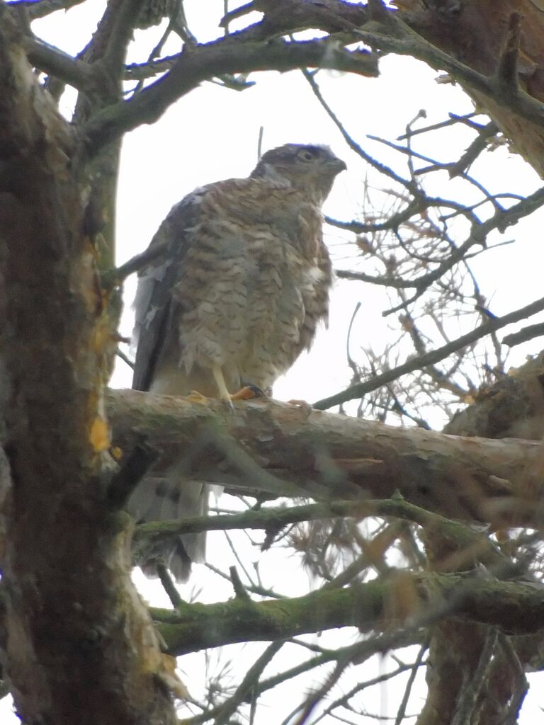 One of the sparrowhawk chicks