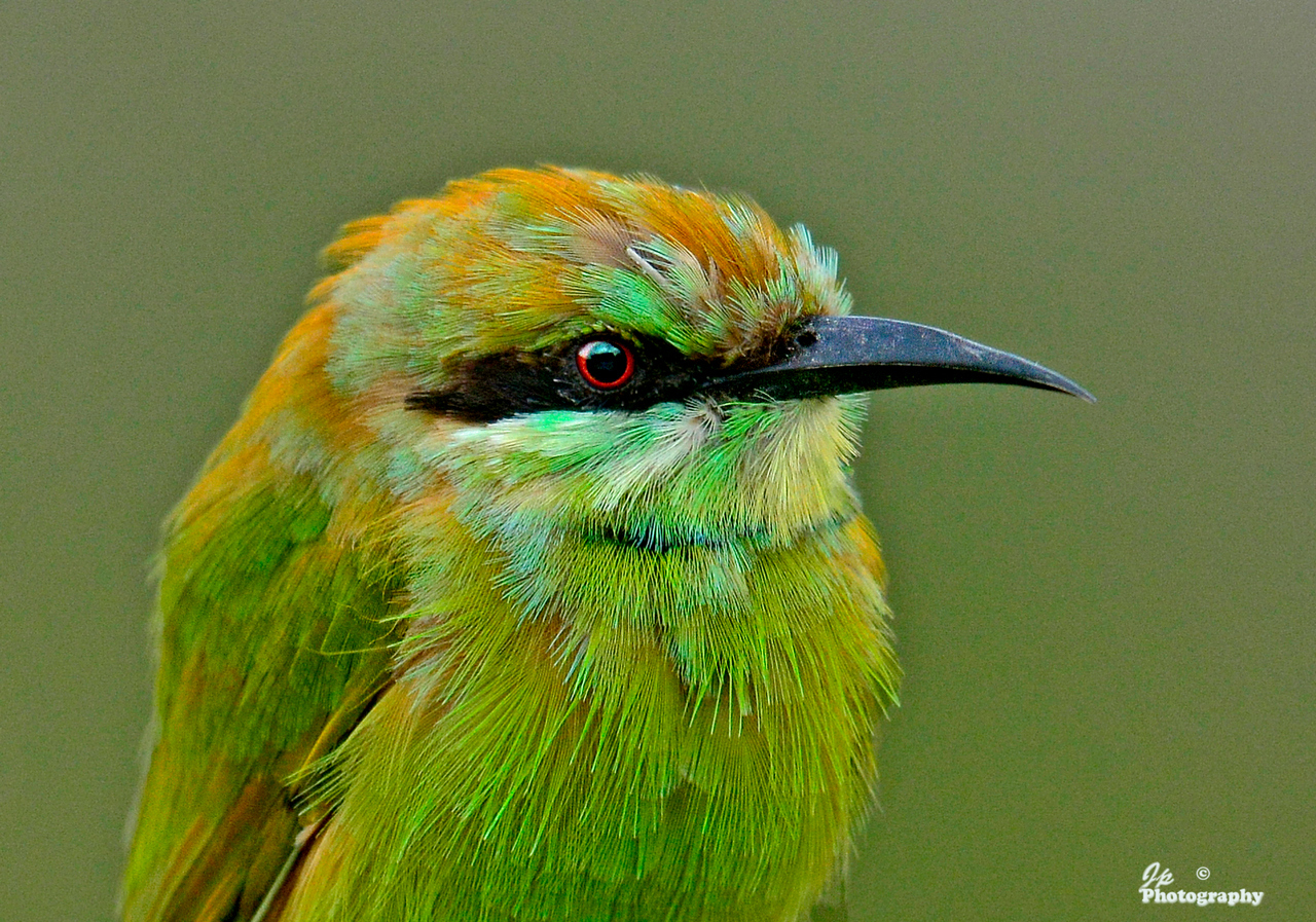 One Young Bee-eater.