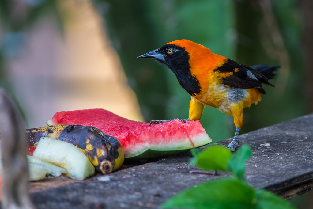 Orange-backed troupial (Icterus croconotus)