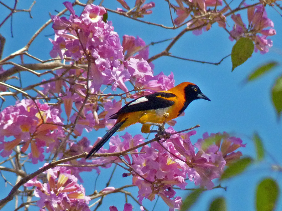 Orange-backed troupial