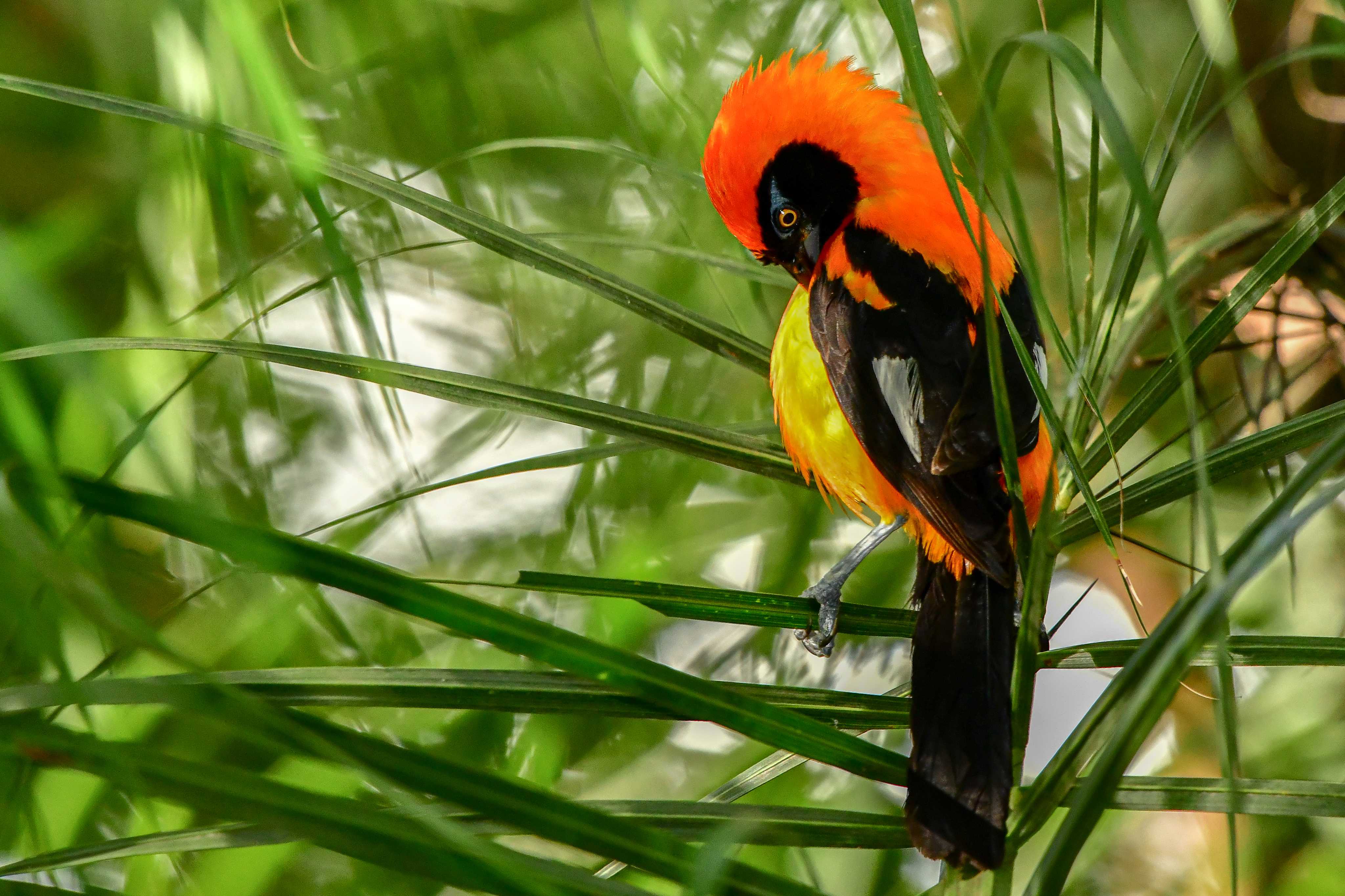 Orange-backed Troupial