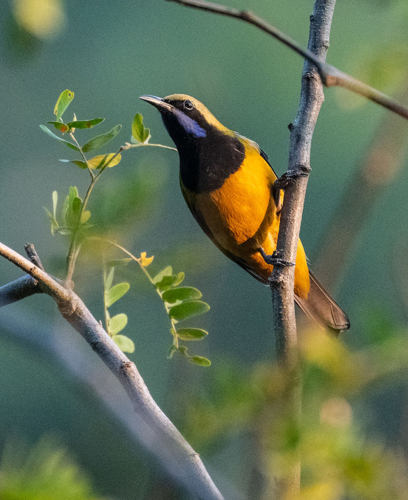 Orange-bellied Leaf Bird