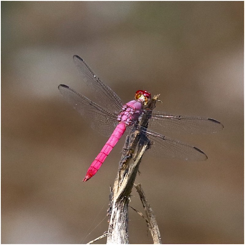 Orange-bellied Skimmer