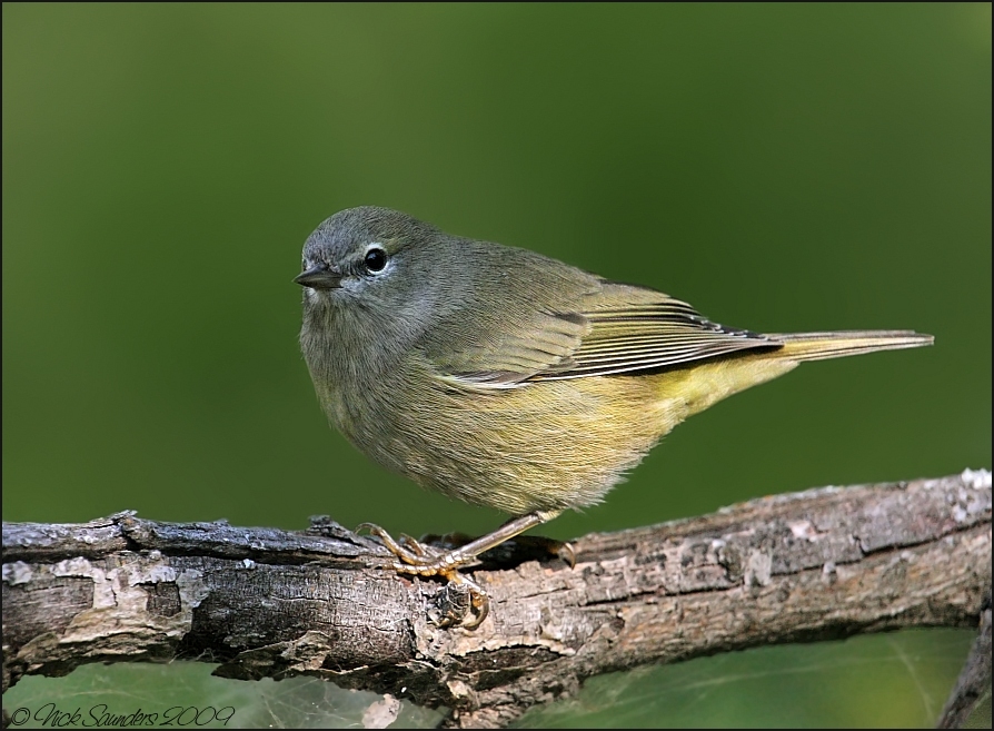 Orange-crowned Warbler