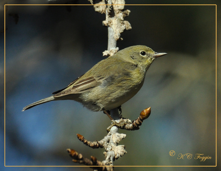 Orange-crowned Warbler