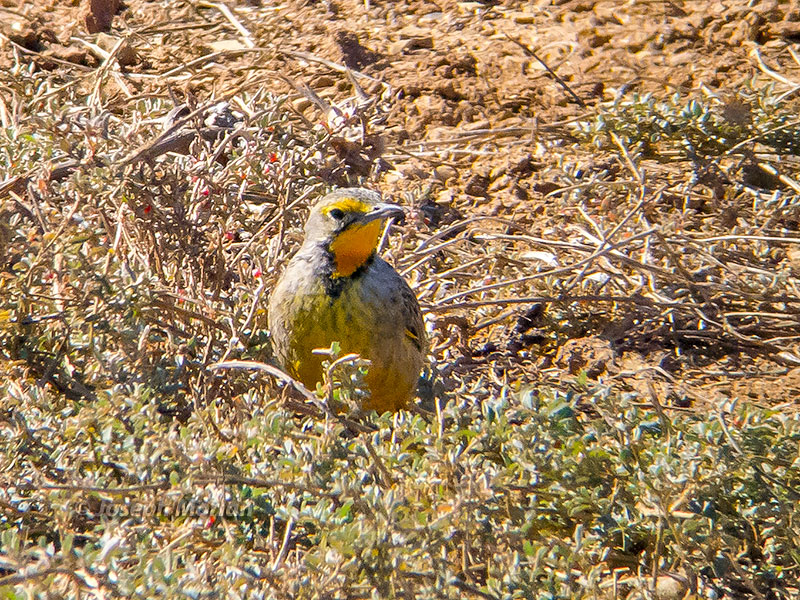 Orange-throated Longclaw