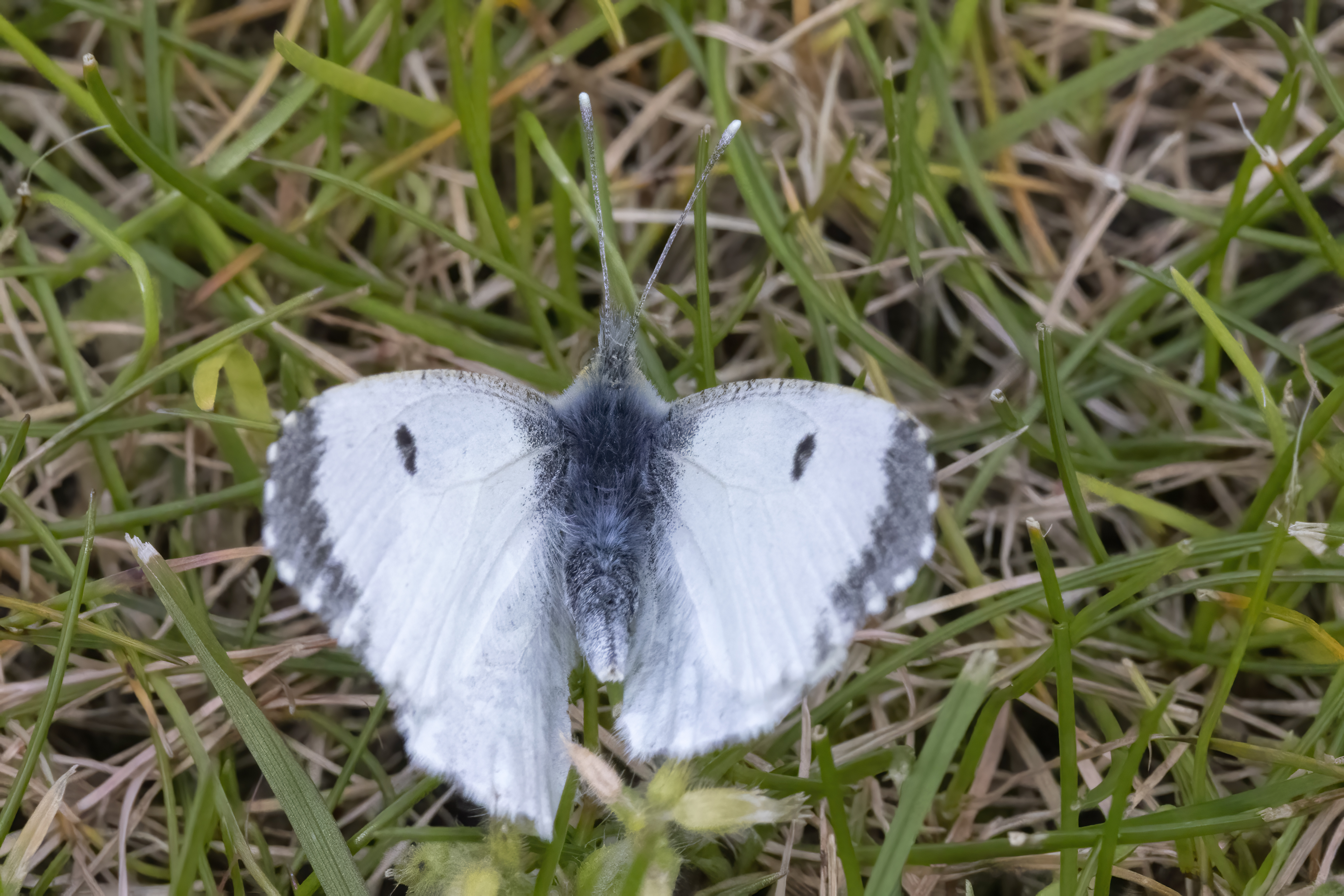 Orange-tip f