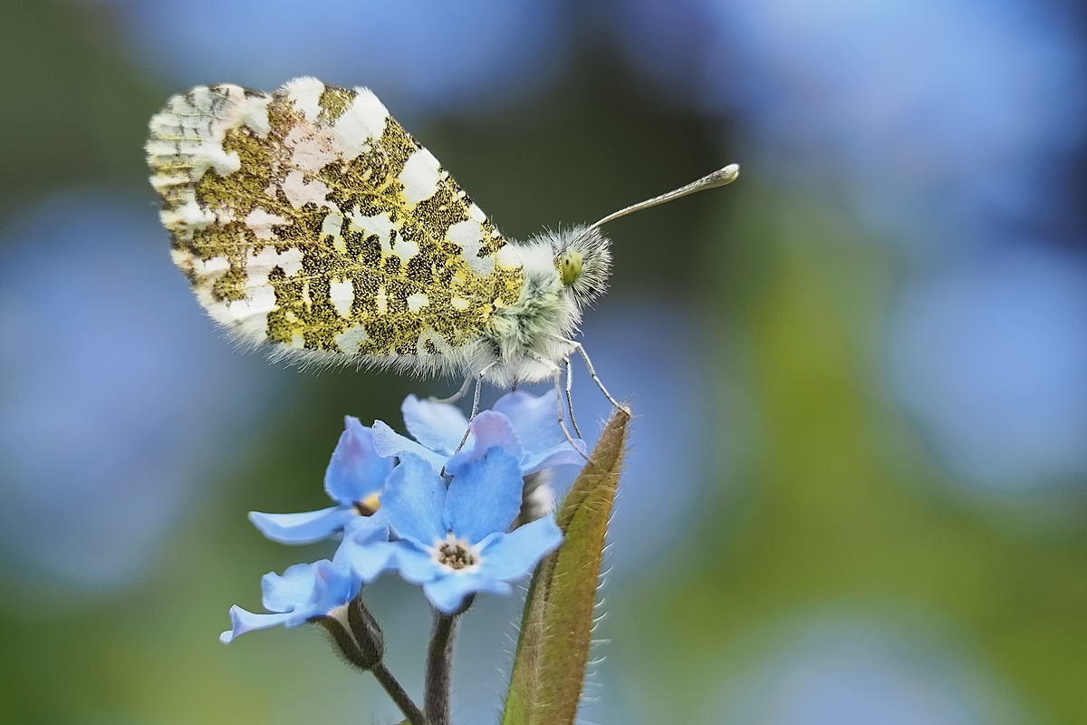 orange tip (male)