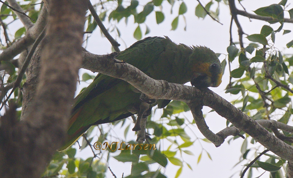 Orange-winged Parrot