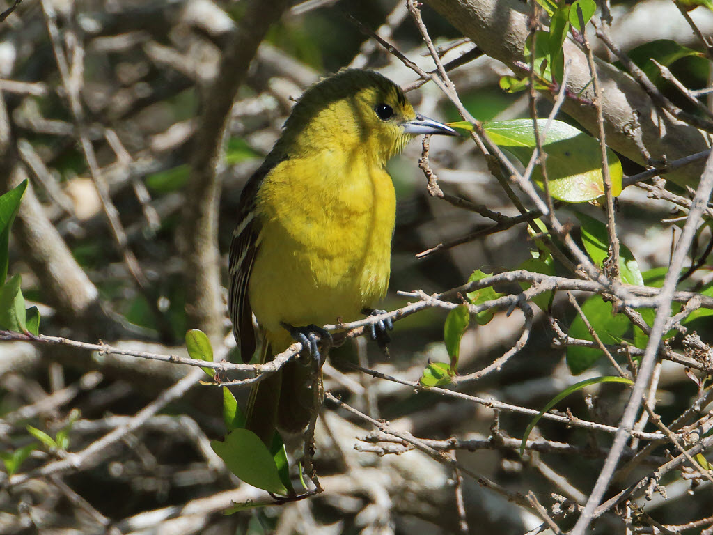 Orchard Oriole, Female