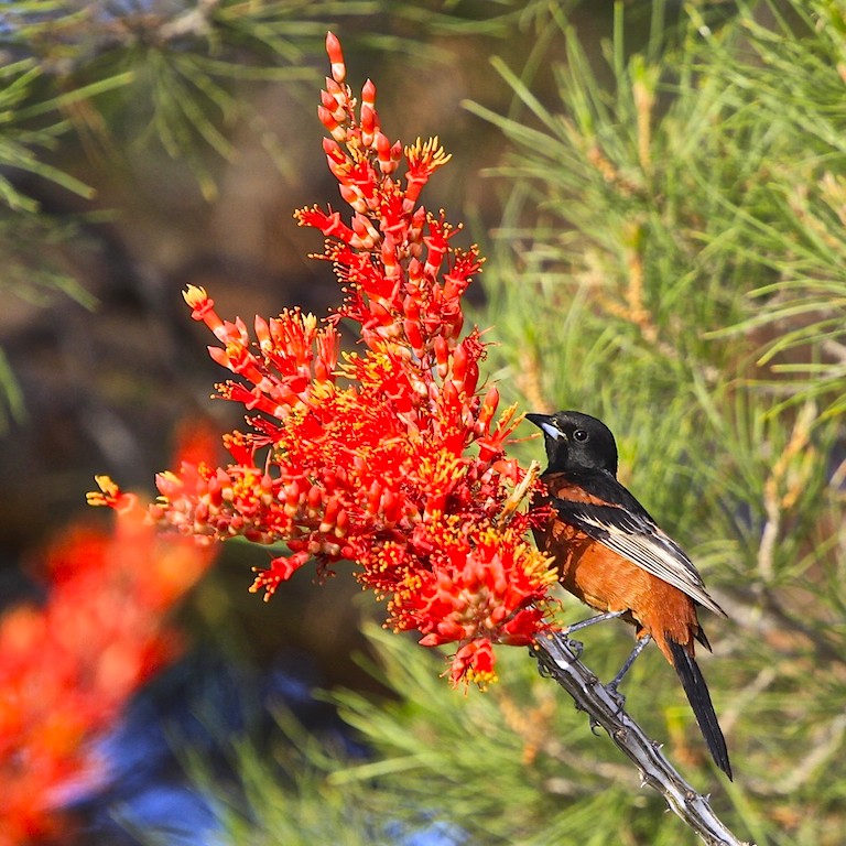 Orchard Oriole (male)