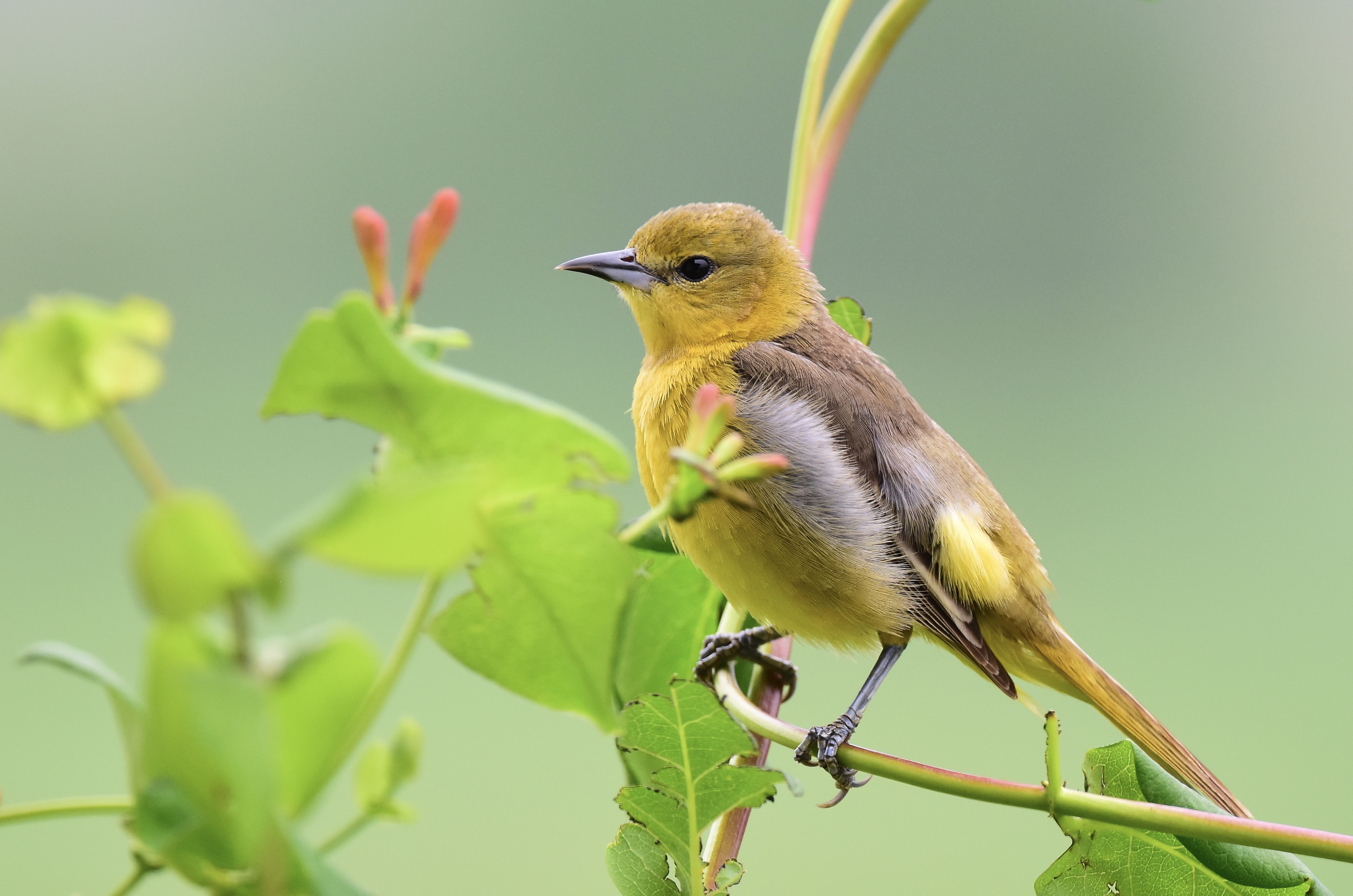 Orchard Oriole