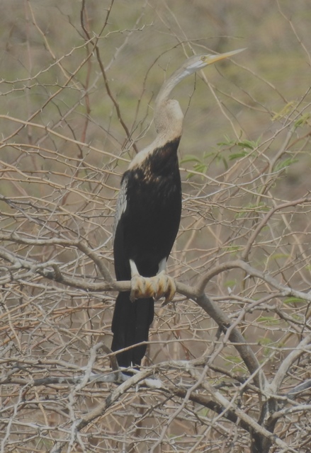 Oriental Darter