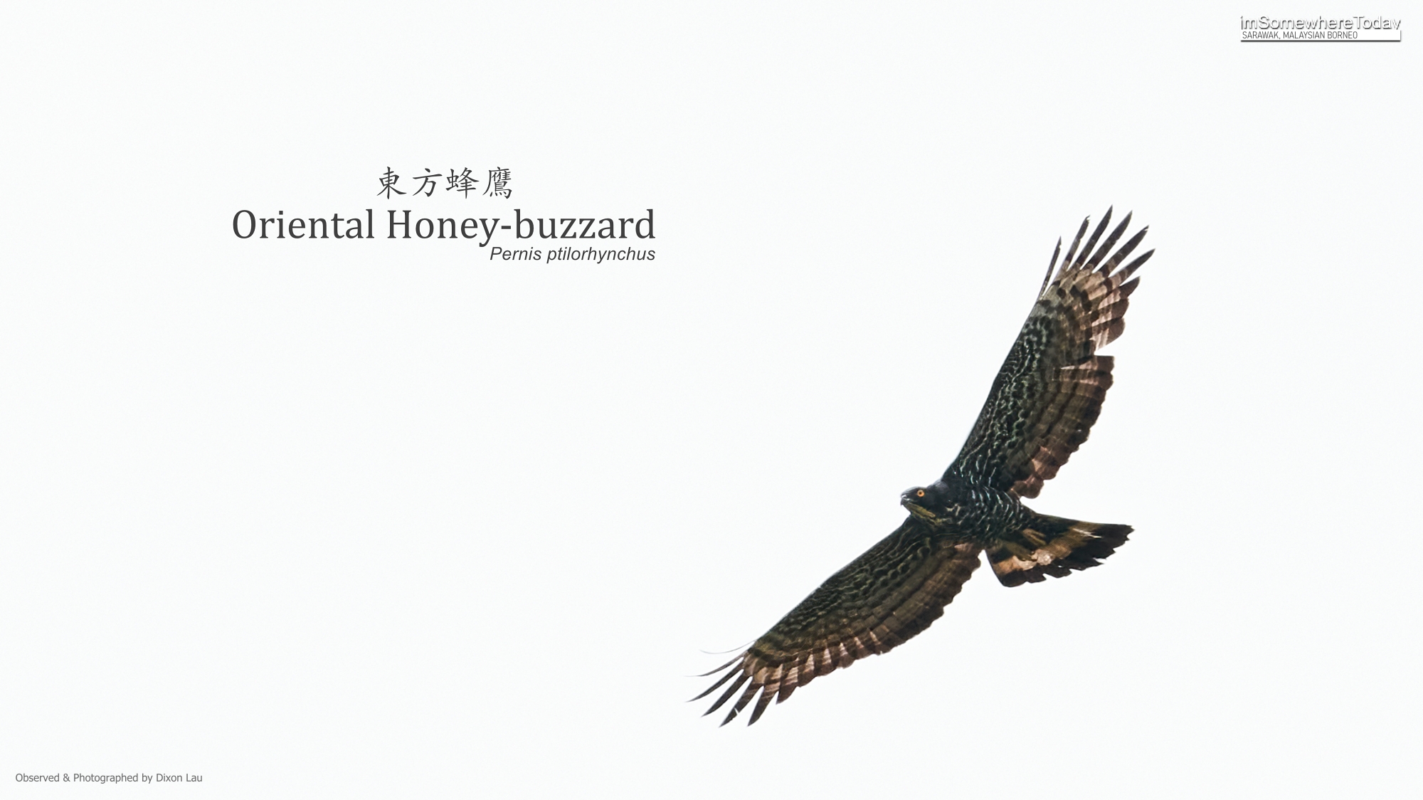 Oriental Honey-buzzard ssp torquatus tweeddale morph 2, Borneo