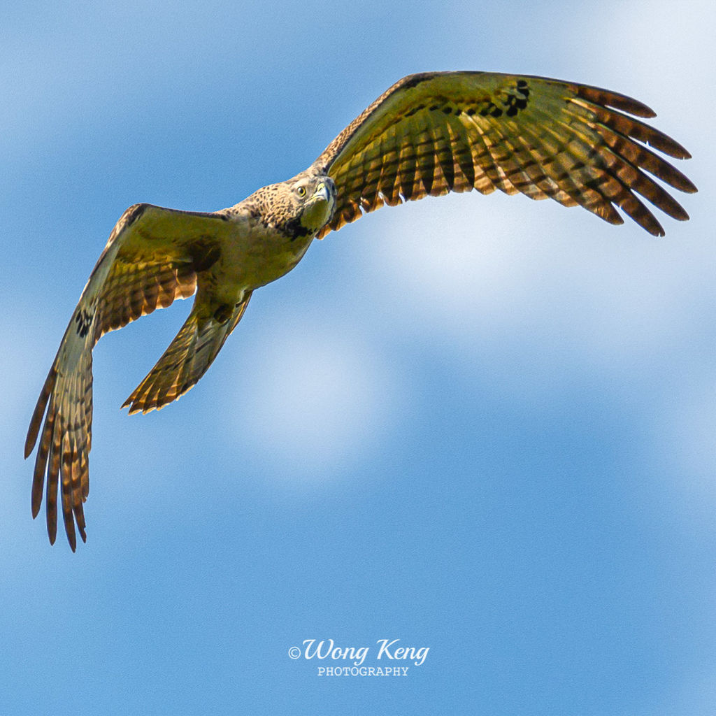 Oriental Honey Buzzard