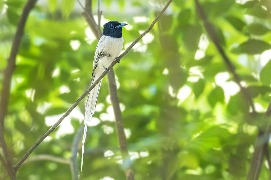 Oriental Paradise Flycatcher