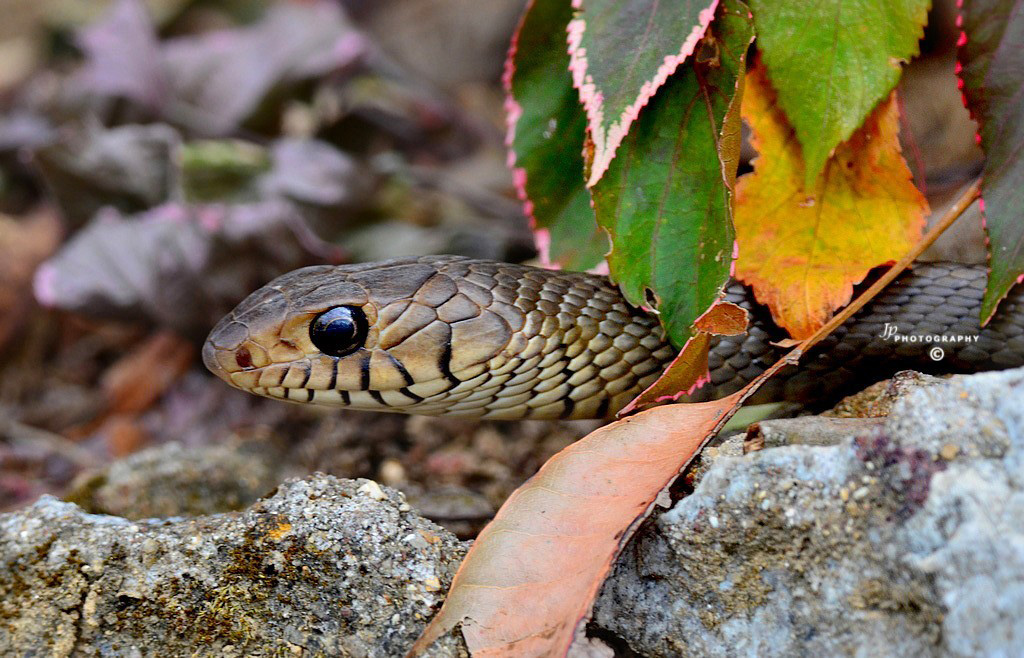 Oriental Rat Snake