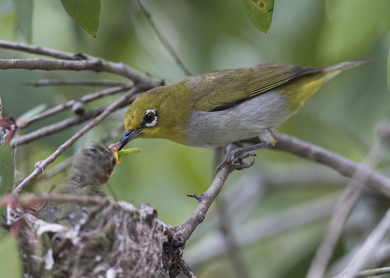 Oriental White-eye