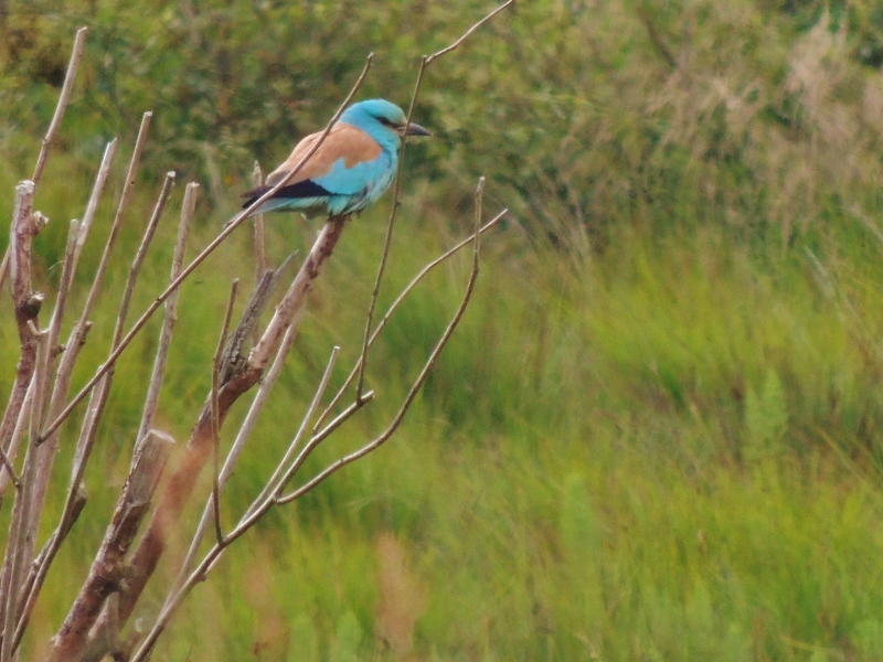 Orkney Roller