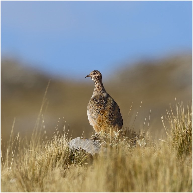 Ornate Tinamou