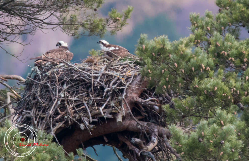 Osprey at Loch of the Lowes - Dunkeld