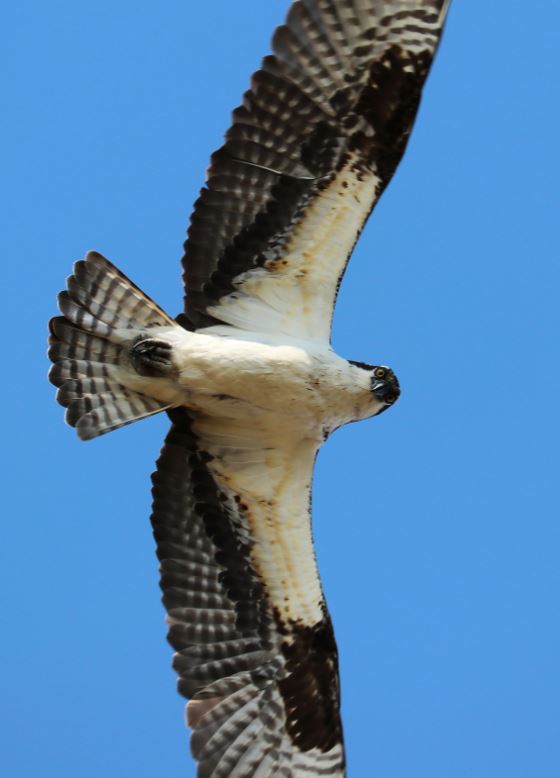 Osprey checking me out