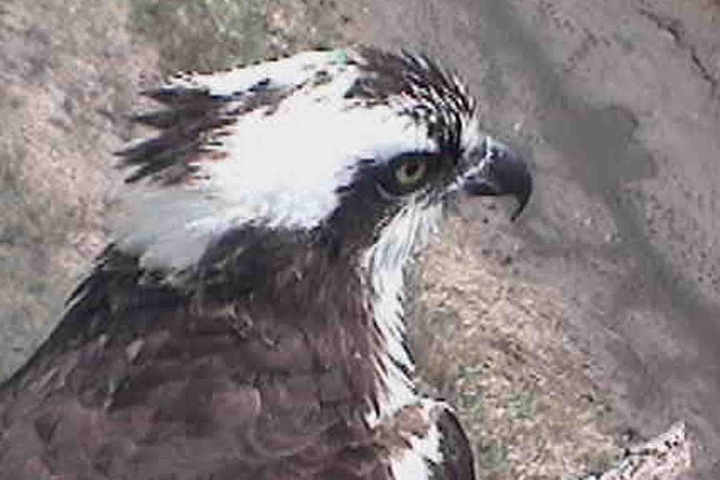 Osprey close-up