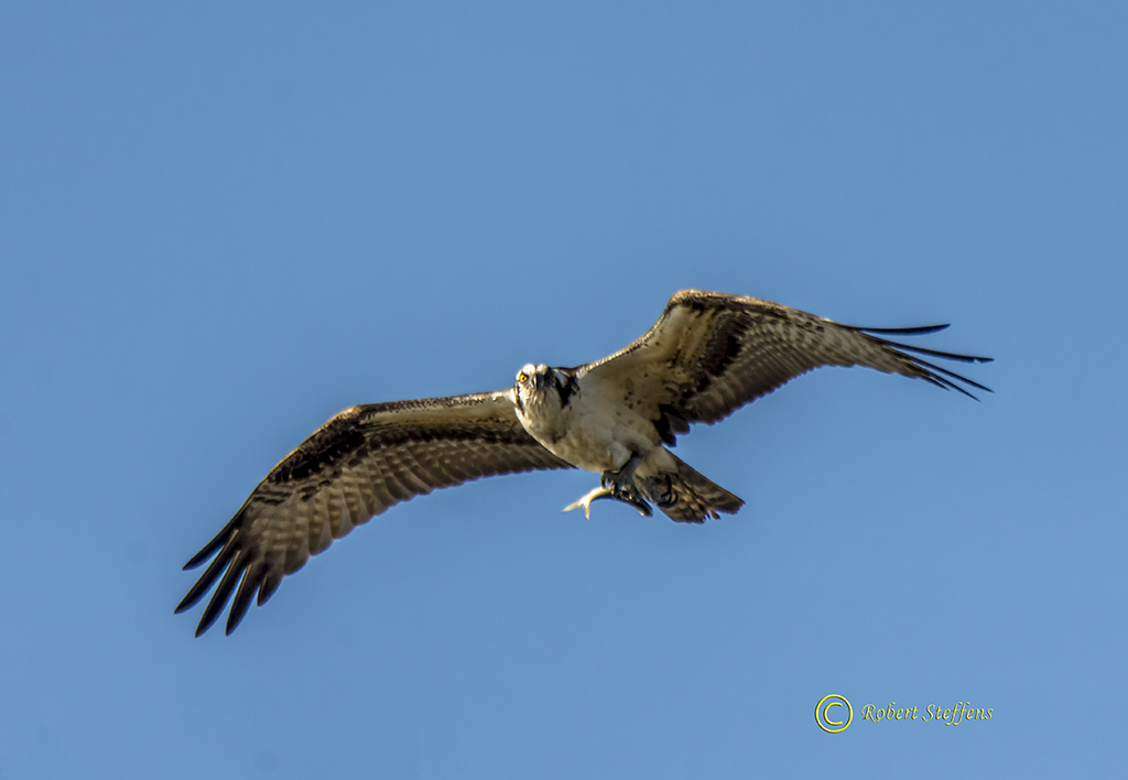 Osprey  FInally I get to Eat