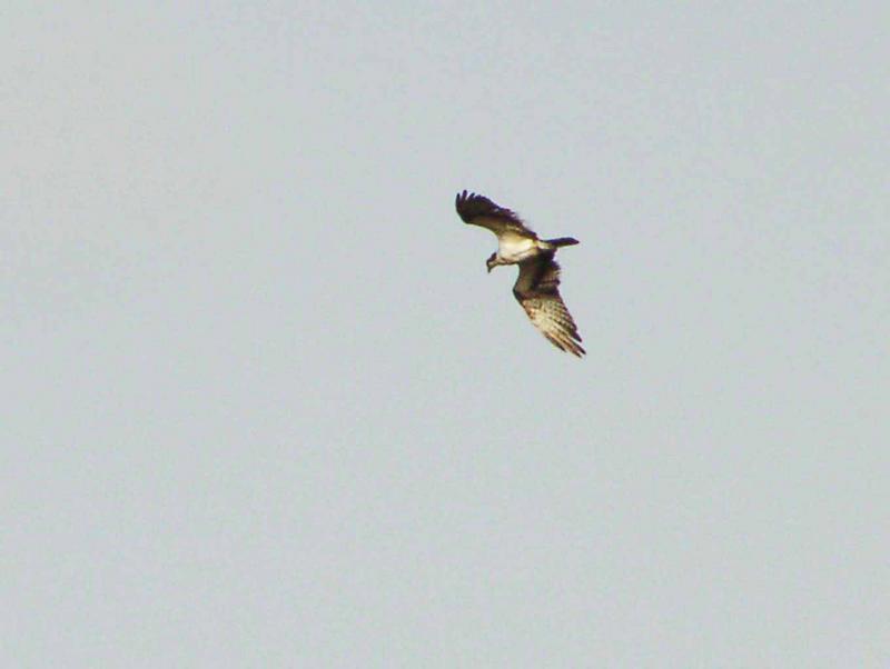 Osprey Fishing