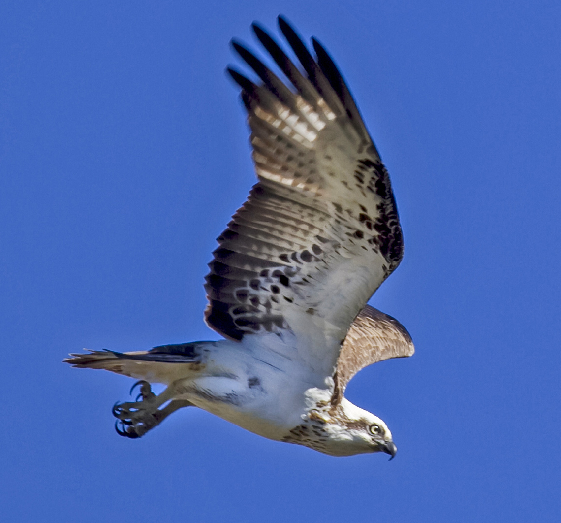 Osprey in Flight