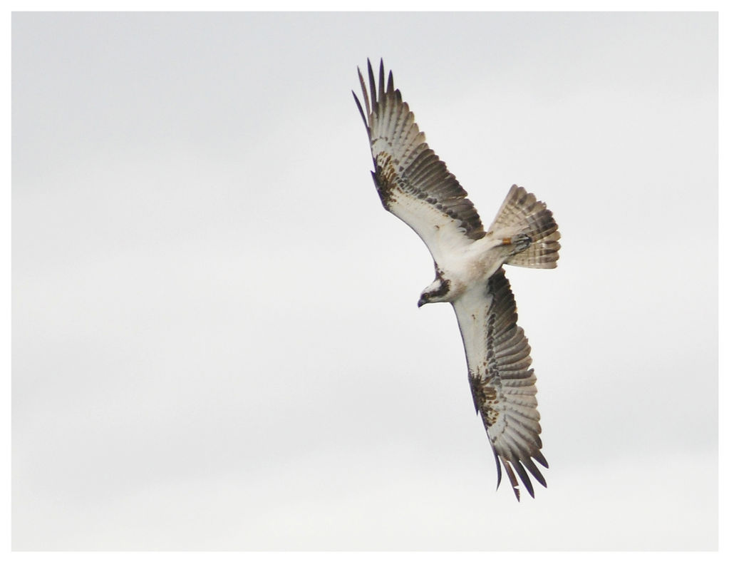 Osprey on an unsuccessful dive.